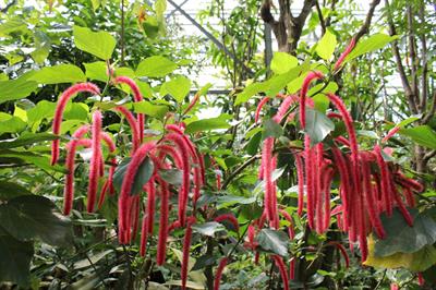 Acalypha hispida